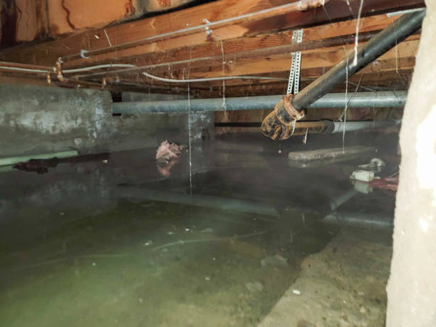Best Flooded house restoration  in Panguitch, UT